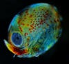 Nature's artistry is on display in this picture of a lobster egg a few days before hatching. The image was taken while scientists measured eye diameter, which is done to predict hatching time. The photography and microscopy may not have been too fancy, but the patterns and colors certainly are.