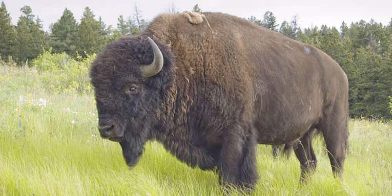The American Bison May Become The National Mammal Of The U.S.