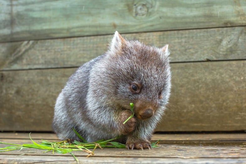 Little wombat, Vombatus ursinus,3 months old female while eating blades of grass inside Bonorong Wildlife Sanctuary, Hobart, Tasmania, Australia.