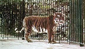 caspian tiger in captivity