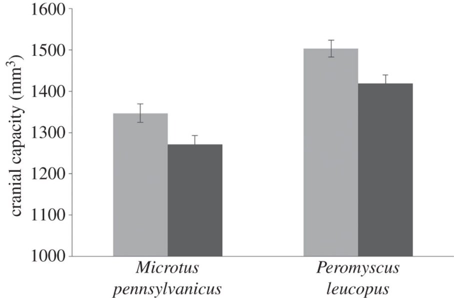 Cranial capacity found in the rural (dark grey) vs. urban (light grey) in the meadow vole (<em>Microtus pennsylvanicus</em>) and the white-footed mouse (<em>(Peromyscus leucopus</em>)