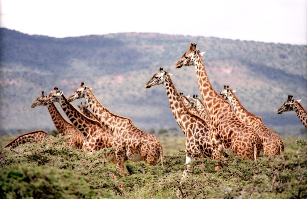Giraffes walking