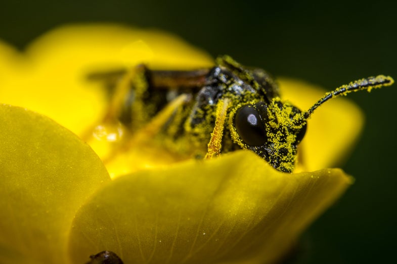 Pollen Can Now Be Turned Into Battery Parts