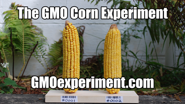 The GMO Corn Experiment