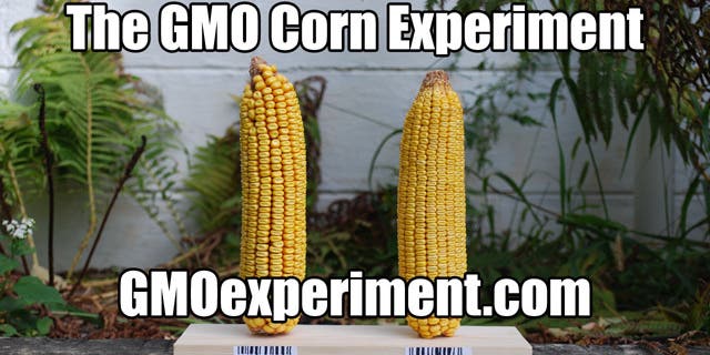 The GMO Corn Experiment