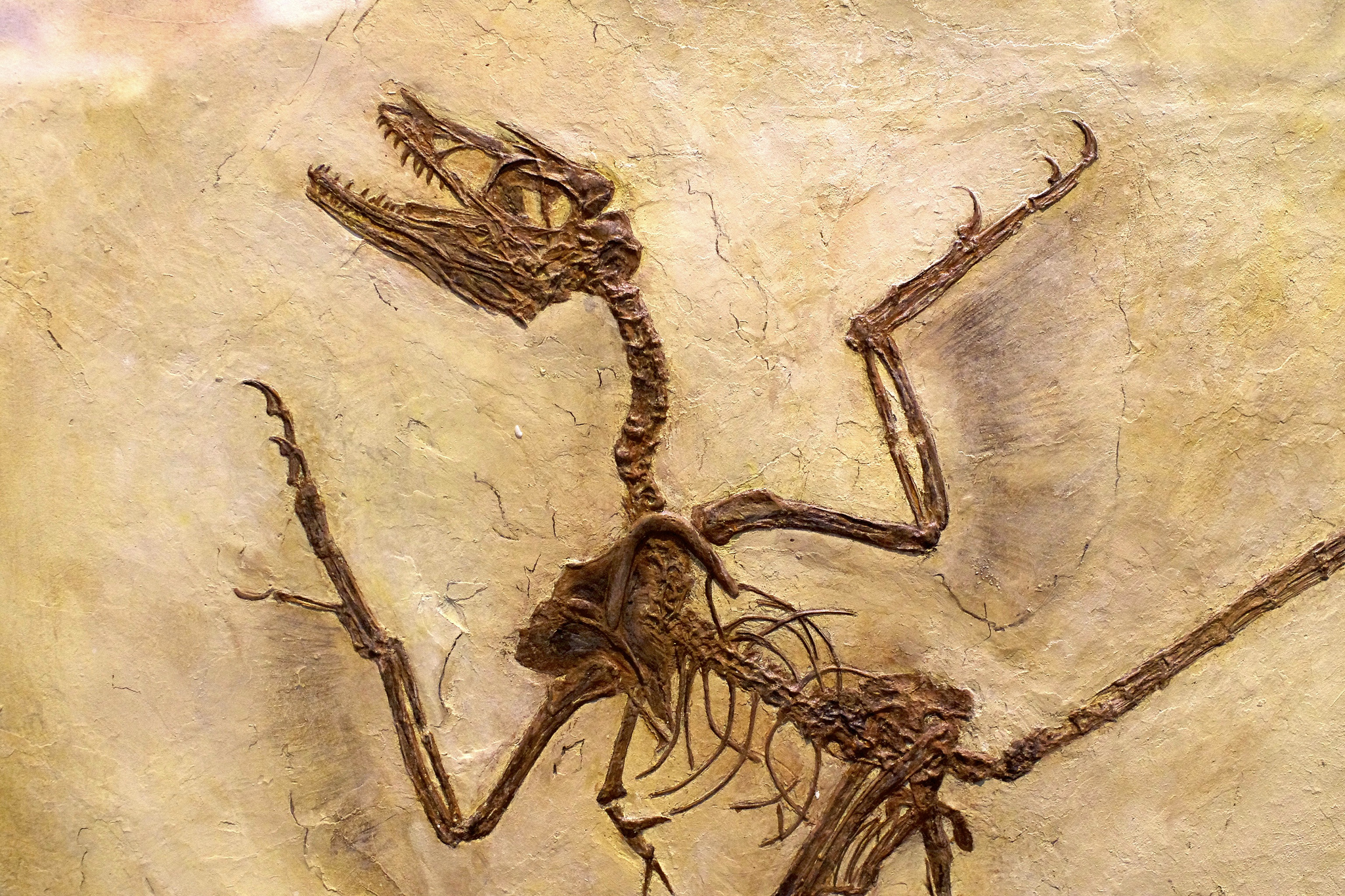Scientists just discovered 125 million-year-old dinosaur dandruff