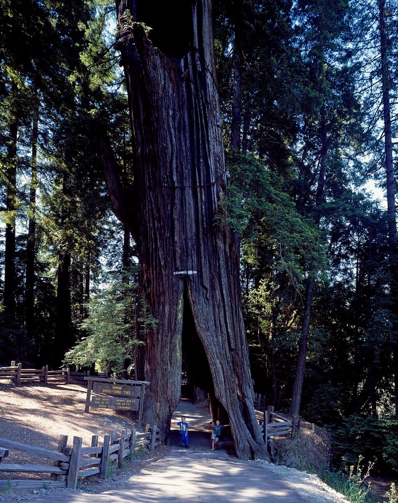 Asian dust might be the secret to keeping California’s sequoias alive