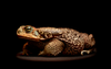 These enormous toads can reach one foot in length, making them the largest species of wild toad in the world. Native to South America, the rococo toad can live for up to thirty-five years, eating insects, mice, fish, or even small birds. When threatened, the rococo toad inflates its body to become even bigger and makes huffing noises. The rococo toad is frequently mistaken for the highly toxic cane toad, which is also nocturnal.