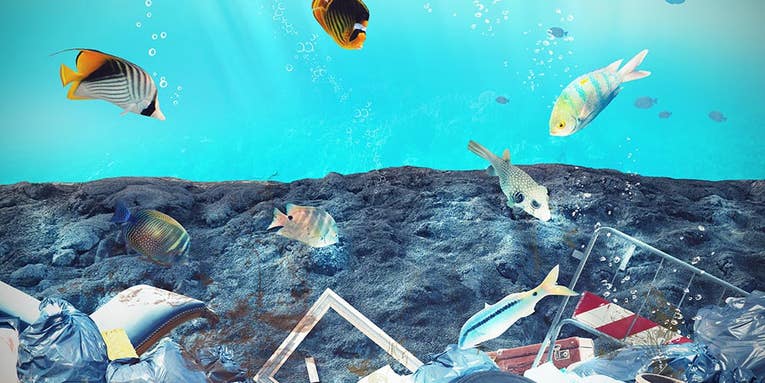 Why fish can’t help but eat our plastic garbage
