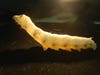 A mature silkworm
