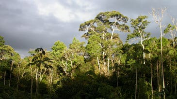 Over Half Of All Amazonian Tree Species Are In Danger
