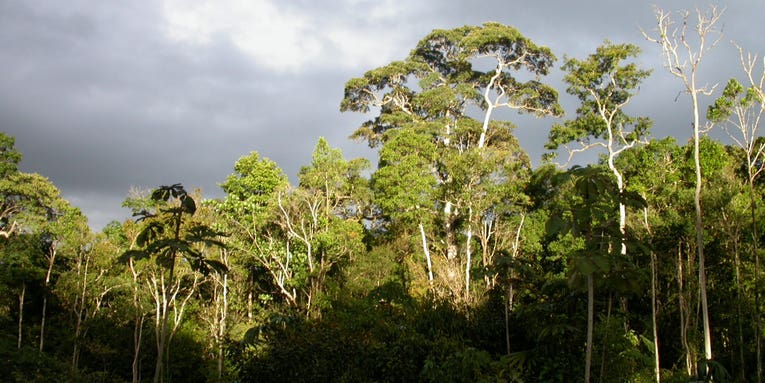 Over Half Of All Amazonian Tree Species Are In Danger