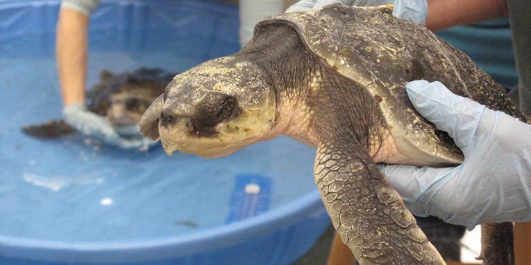 Now climate change is coming for our sea turtles