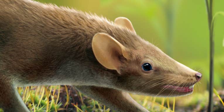 Fossilized Mammal From Age Of Dinosaurs Had Spiky Hair