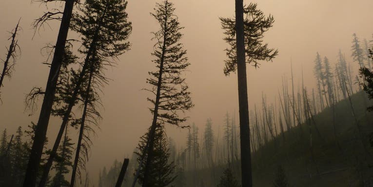 Wildfires raged over nine states for the first half of September. Here’s what will rise from the ashes.