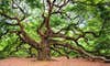 an oak tree