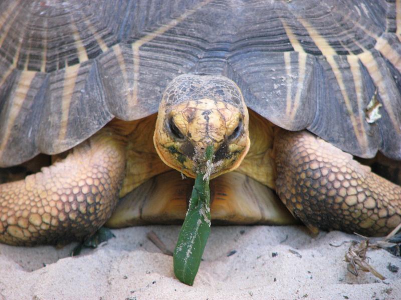 Turtle eating beach grass.
