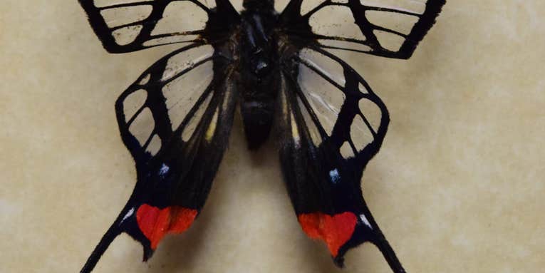 This butterfly’s transparent wings could one day save people’s vision