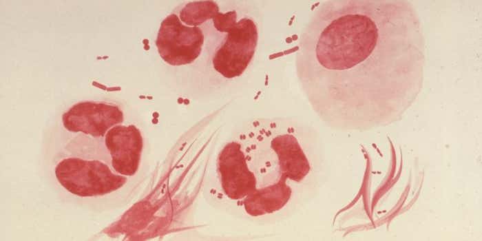 Fragment of Human DNA Found in Genome of Gonorrhea Bacteria