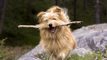 Fetching Sticks May Injure Dogs, Claim Vets