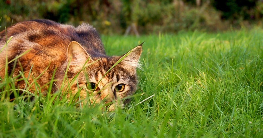 cat stalks prey in grass
