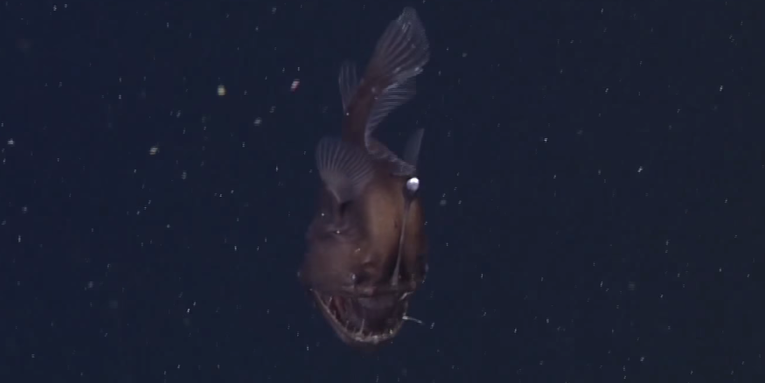 Rare Anglerfish Caught On Video