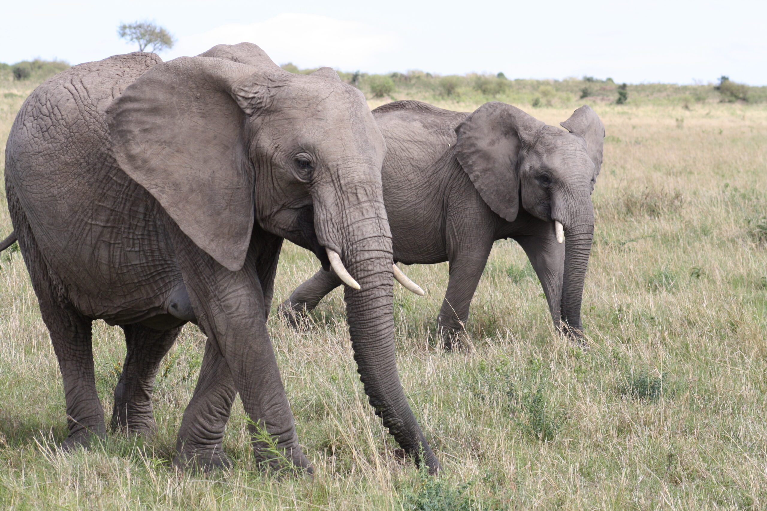 Elephants Able To Detect Rainstorms 150 Miles Away