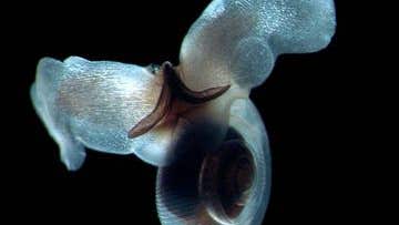 This Tiny Sea Snail ‘Flies’ Through The Water Like An Insect