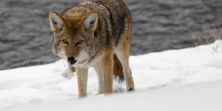 California Bans Coyote Hunting Contests