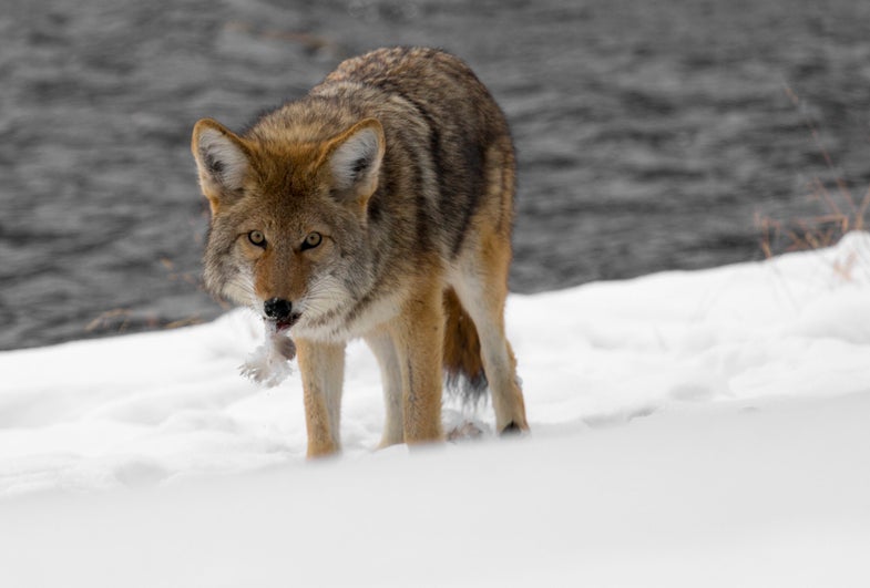 Coyote along the Firehole River with feathers in mouth; Neal Herbert; December13, 2013, Catalog #19269d; Original #yell-ndh-1715