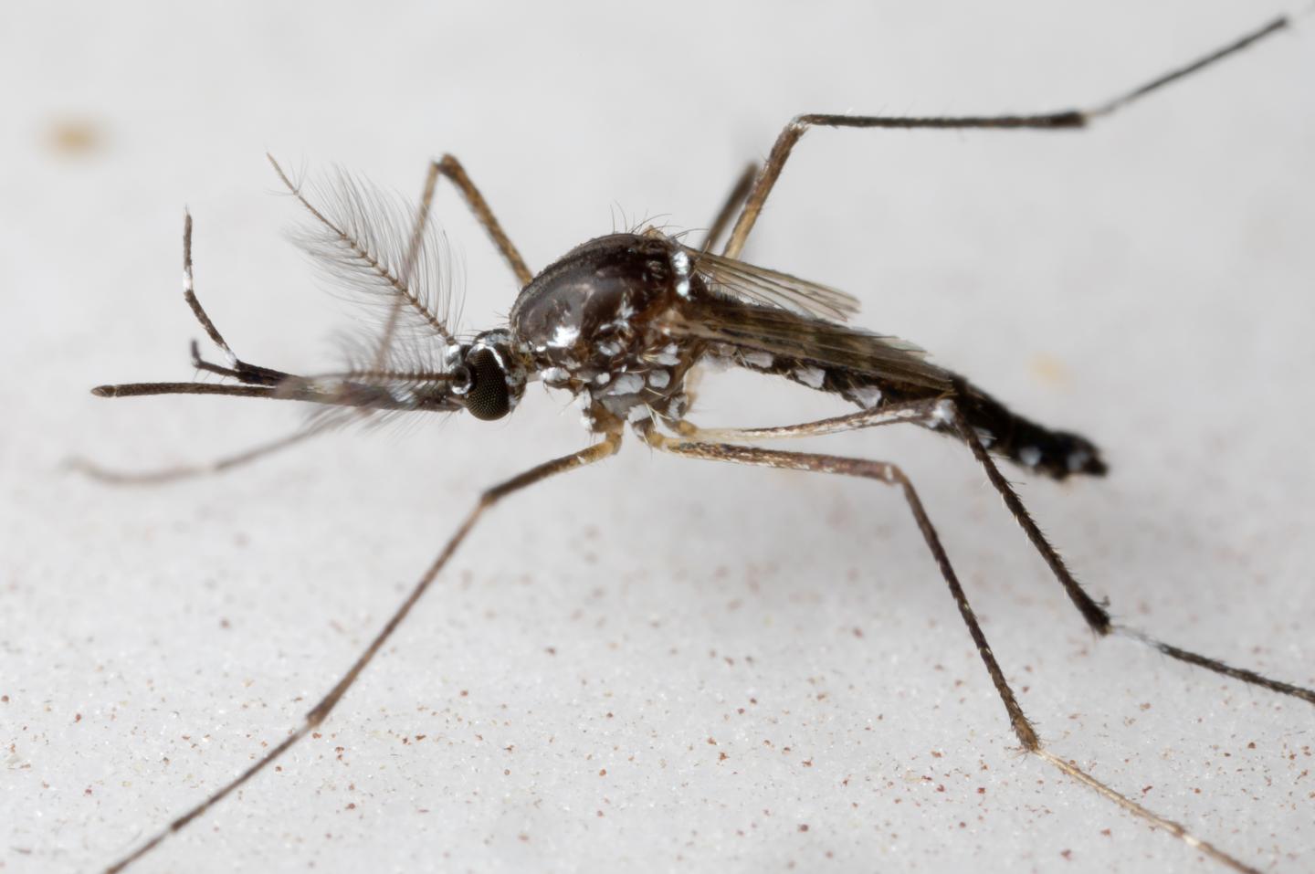 How many mosquitoes can you squish into a syringe? Scientists may finally have an answer.