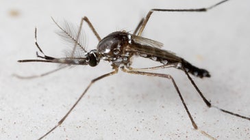 a mosquito on a white background