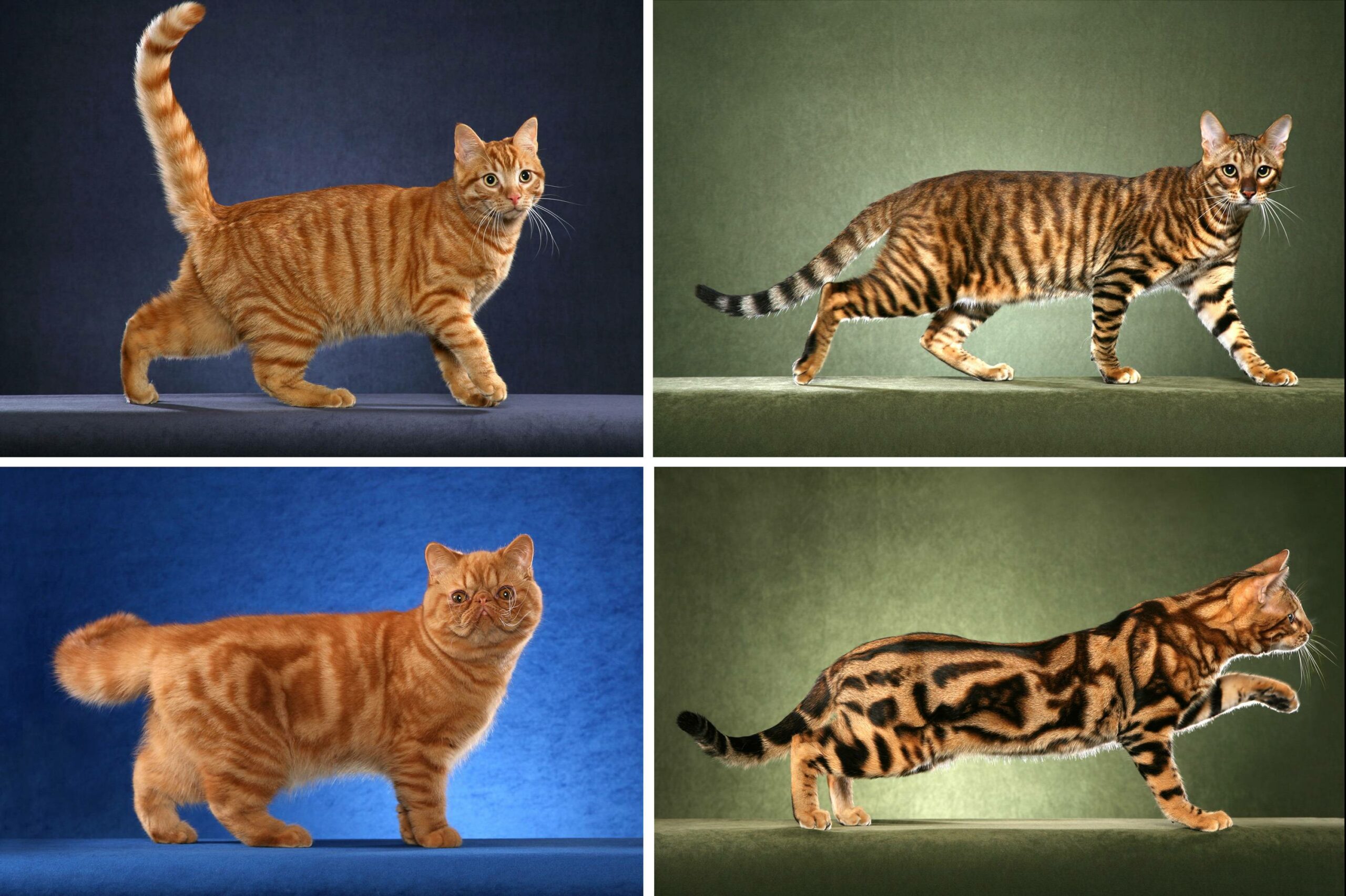 One Gene Lays The Blueprint for A Cheetah’s Spots And A Tabby Cat’s Stripes
