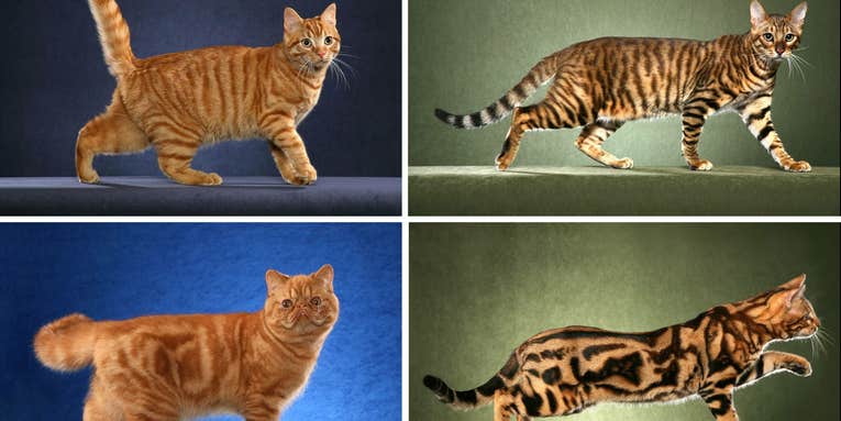 One Gene Lays The Blueprint for A Cheetah’s Spots And A Tabby Cat’s Stripes