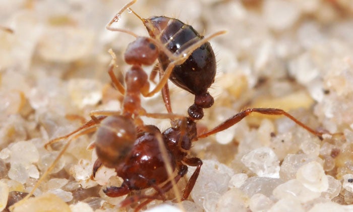 A smaller crazy ant (left) fights a fire ant.