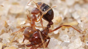 Ant Fight Creates Liquid With Properties Never Before Seen In Nature