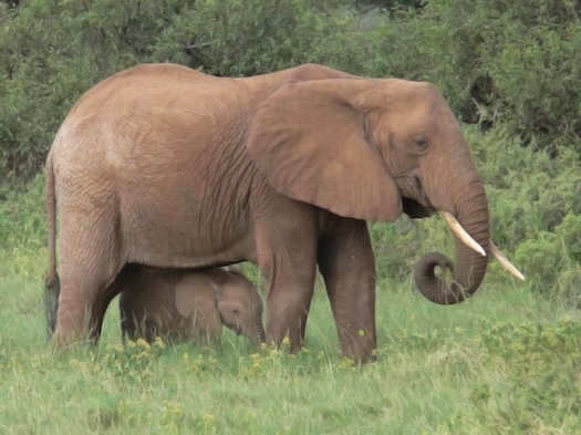 Carbon Test Determines Whether A Piece Of Ivory Is Legal Or Illegal