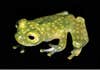 Hyalinobatrachium yaku glassfrog
