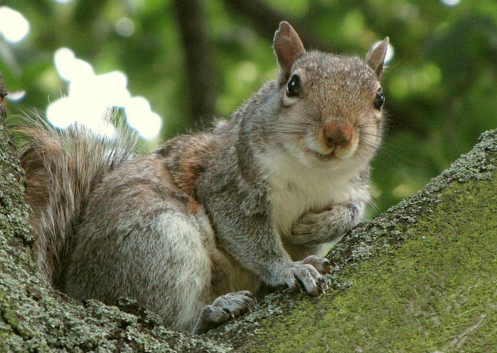 New Squirrel Virus Suspected In Three Human Deaths