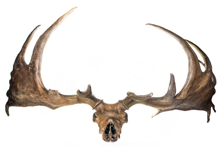 skull and antlers