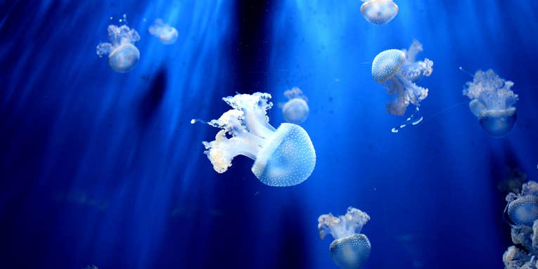 Jellyfish use high-powered ‘syringes’ to shoot venom into your skin