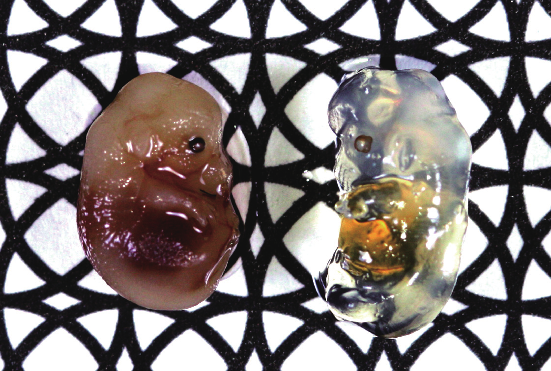 Japanese Researchers Develop a Way to Turn Biological Tissue Transparent
