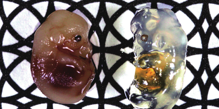 Japanese Researchers Develop a Way to Turn Biological Tissue Transparent