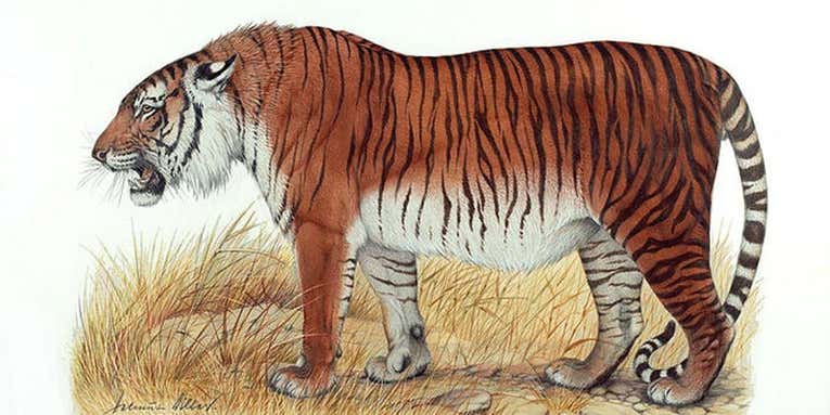 Scientists want to give the world a second chance at Caspian tigers