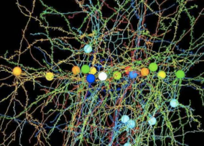 Researchers painstakingly reconstructed the connections among just 10 neurons in a small slice of a mouse brain, helping untangle the complex networks that explain how the brain sees.