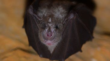 How Bats Find Their Way Through The Clutter