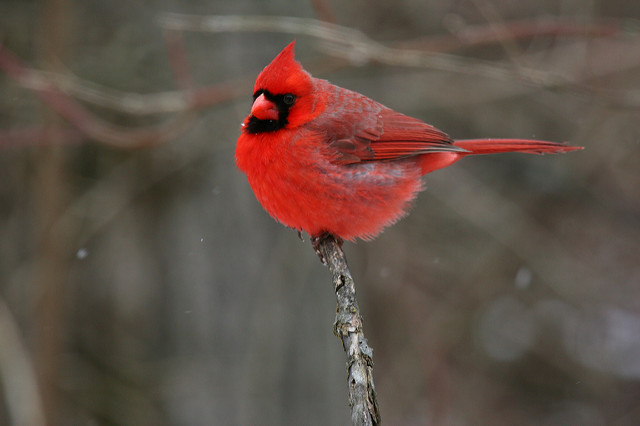 Cardinals Slow West Nile Virus’s Spread In Atlanta