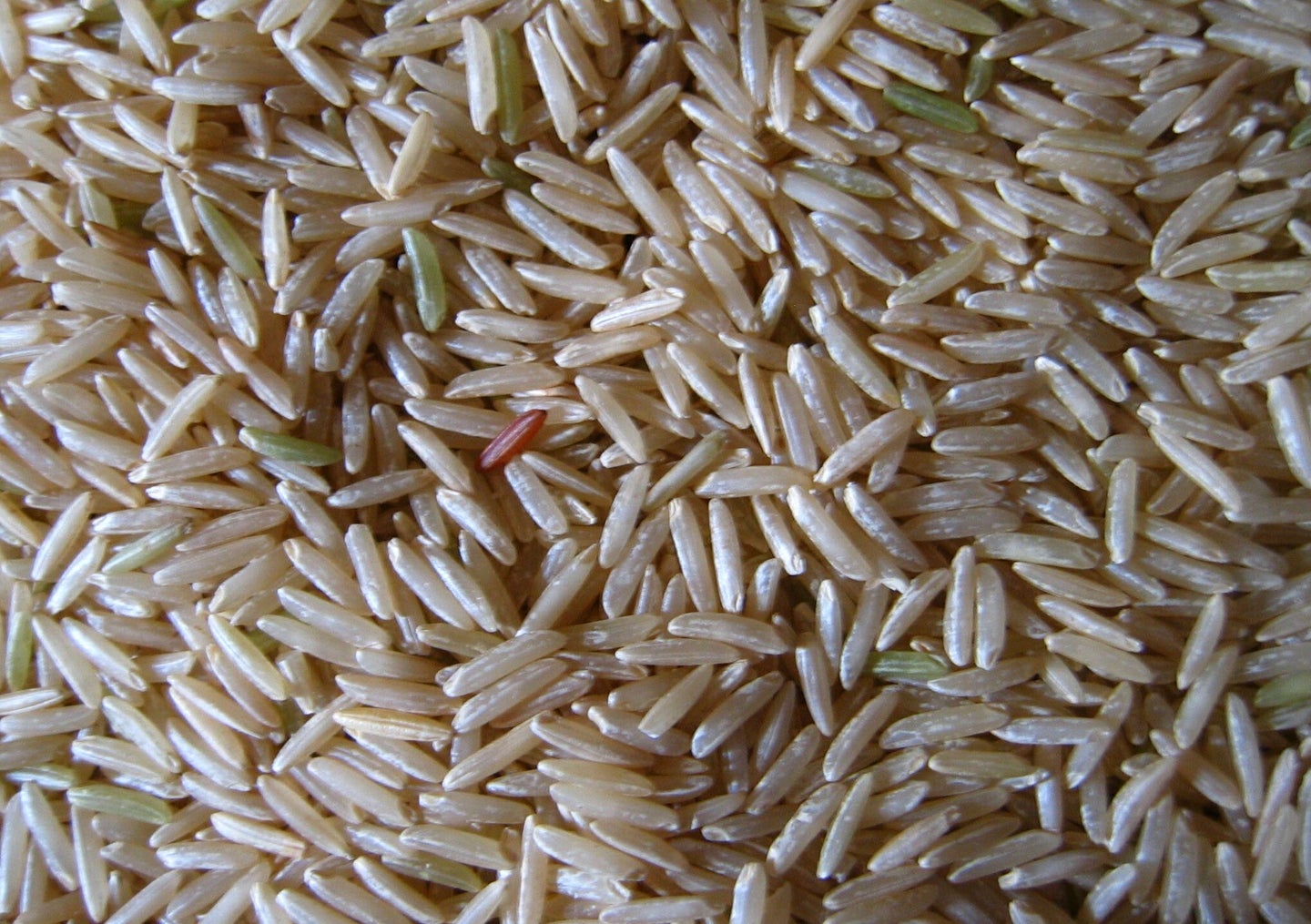 Rice Is Genetically Modified to Produce Human Blood Protein