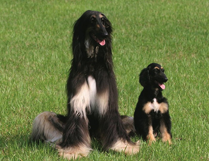 ** EMBARGOED UNTIL 1:00 PM EDT, WEDNESDAY, AUG. 3, 2005 ** In this undated photo provided by Seoul National University, Snuppy, the first cloned dog, at 67 days after birth, right, appears with the three-year old male Afghan hound whose somatic skin cells were used to clone him, at Seoul National University, in Seoul, Korea. Snuppy is genetically identical to the donor Afghan hound. (AP Photo/Seoul National University, Hwang Woo-Suk)