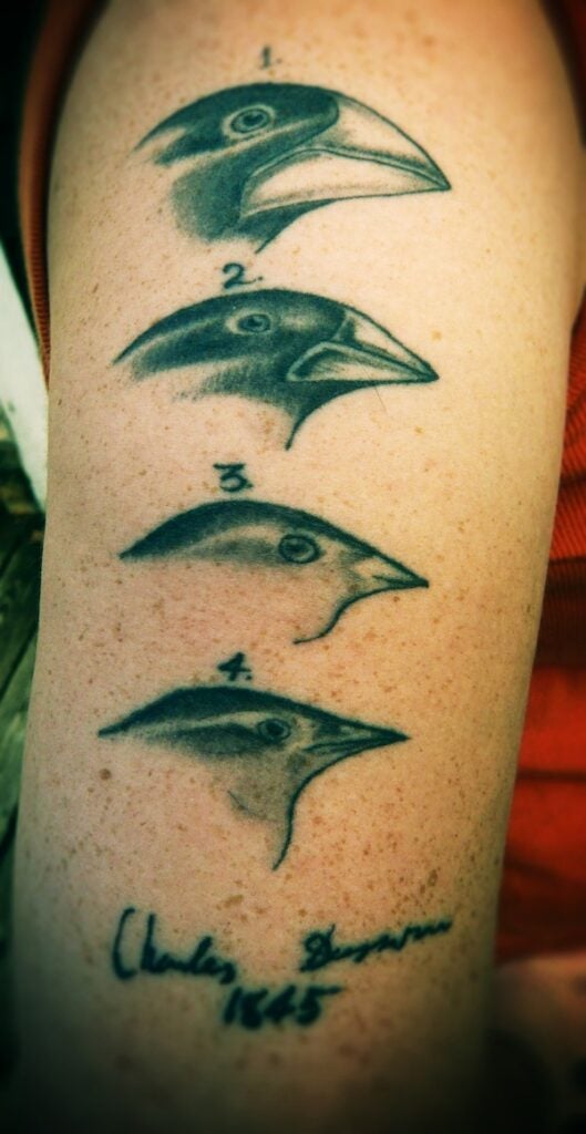 Darwin's Finches tattoo